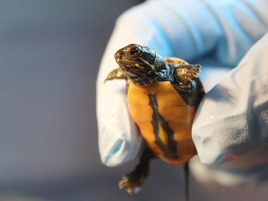 A small turtle hatchling being held gently by a hand with gloves on.
