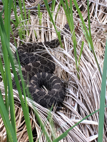 Un serpent qui se repose dans l'herbe