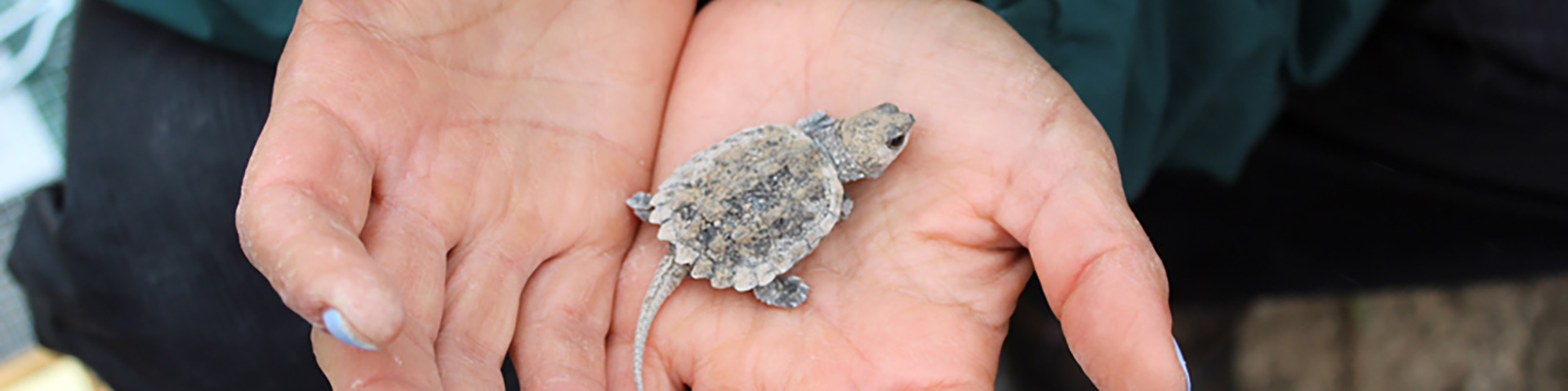 Une tortue serpentine tenue par un chercheur.