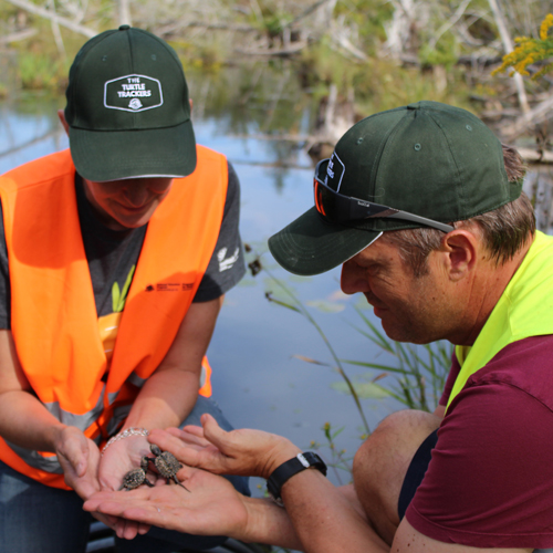 Two volunteers release baby snapping turtles in to a marsh