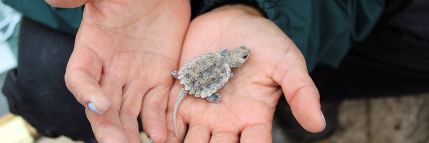 A newly hatched snapping turtle