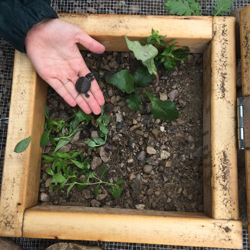 A nesting box with baby snapping turtles emerging