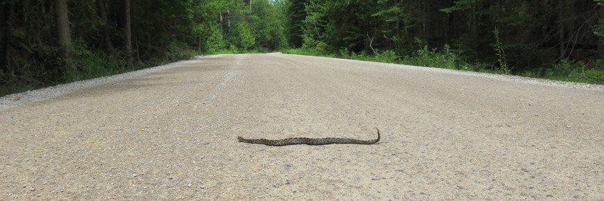 Un crotale massasauga traversant une route.