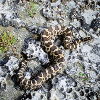 Serpent à sonnette massasauga