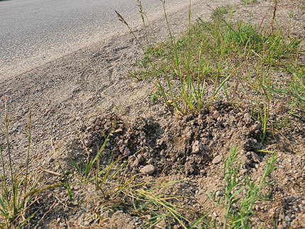 Un tas de terre meuble à côté d'une route indiquant un nid de tortue.
