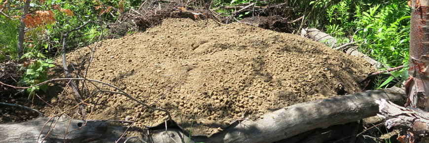 a pile of loose dirt in a forested area