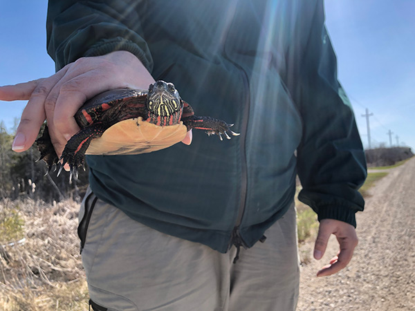 A Parks Canada staff member holding a painted turtle.