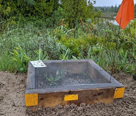Un exemple de protection de nid de tortue, une boîte en bois avec un dessus en filet et un drapeau orange.