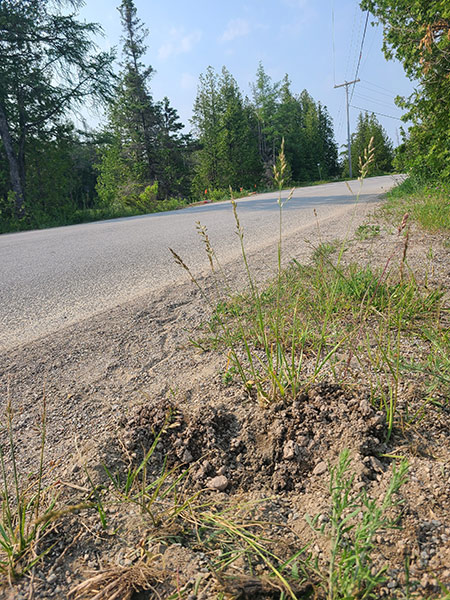 Loose dirt piled up on the side of a road.