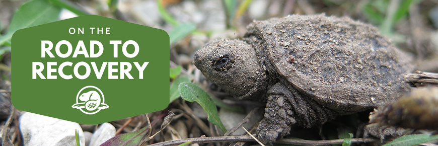 Baby Snapping turtle, Road to Recovery text
