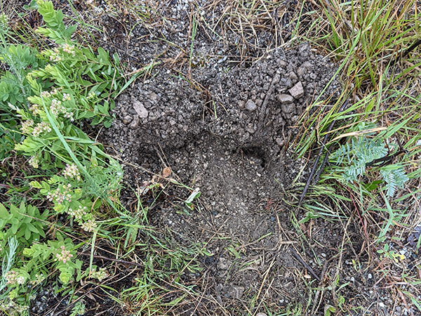 First example of a snapping turtle next, a disturbed dirt hole surrounded by plants