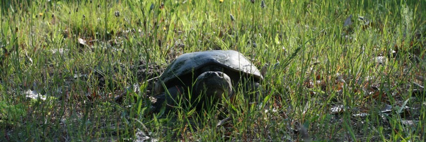 An adult snapping turtle peeks through the grass.