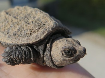 A baby turtle with sharp tooth on it's lip