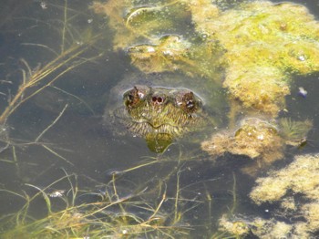 A large snapping turtle in the weedy water