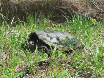 An adult snapping turtle on land