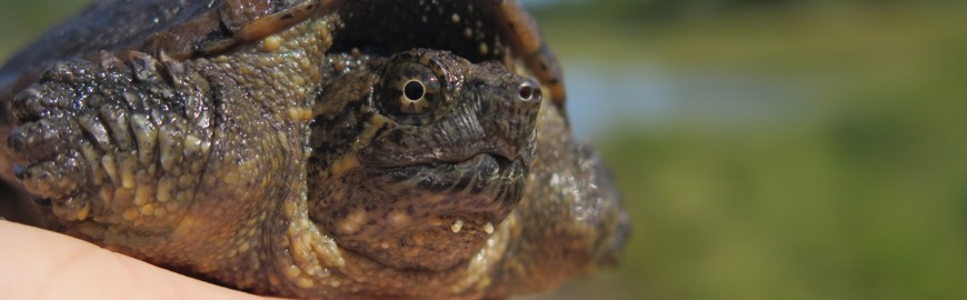 Close up of a baby snapping turtle.