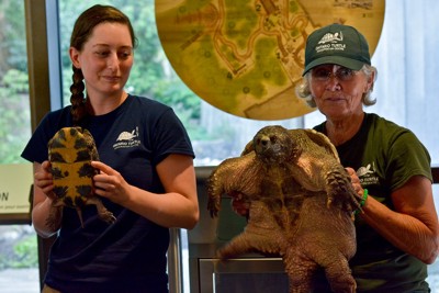 Two turtles are held side by side to show their belly