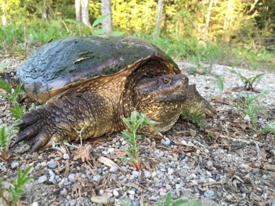 Close up of an adult snapping turtle