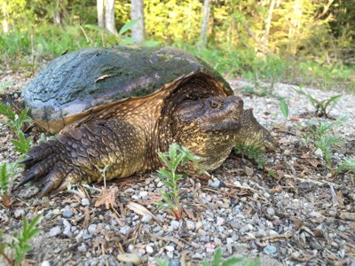 Gros plan d'une tortue serpentine adulte