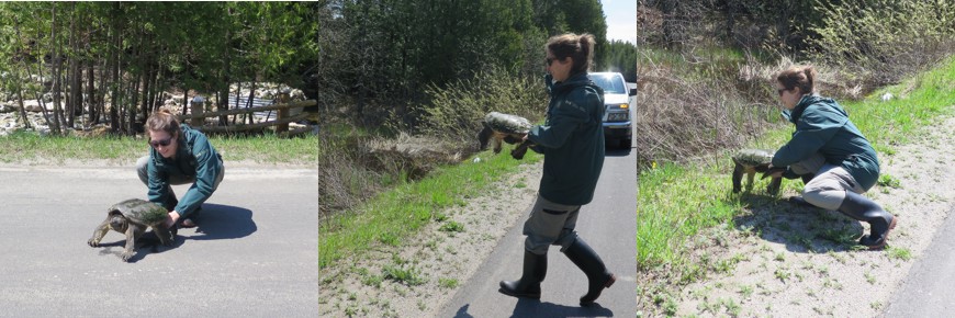 A series of 3 photos demonstrate a park staff moving a snapping turtle.