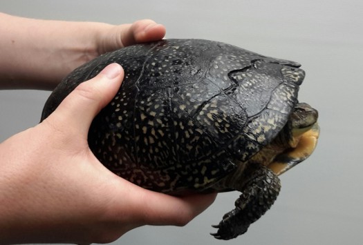 Staff holding a turtle. 