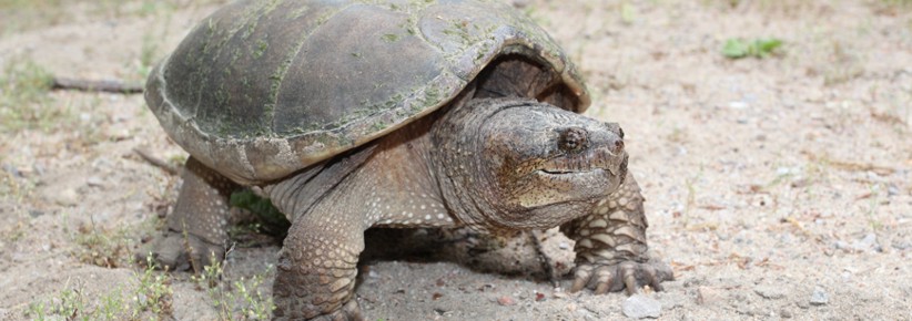 Large snapping turtle on land.
