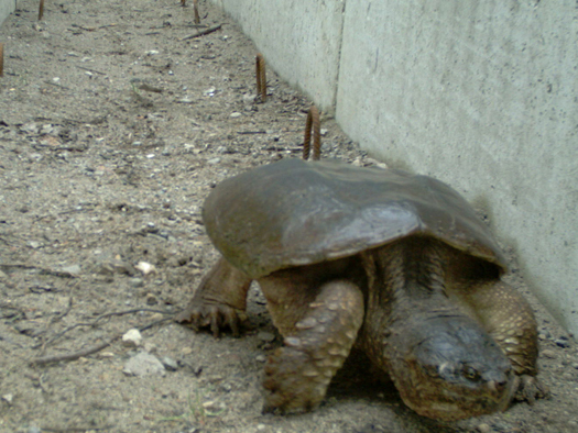 A snapping turtle using an eco-passage