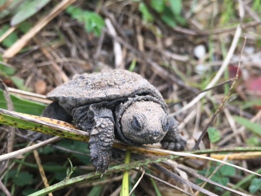Une tortue serpentine dans l'herbe