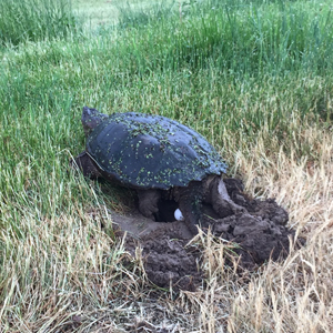 Une tortue serpentine creuse un nid