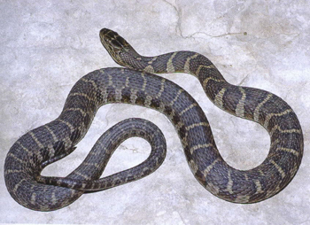 Watersnake on a rock