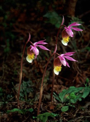 Petite fleur mauve et blanche