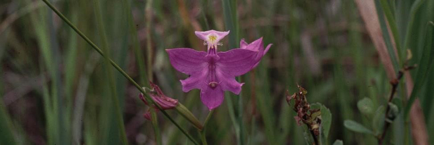 close up of a purple flower