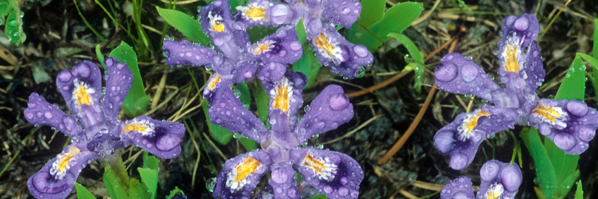 Iris lacustre