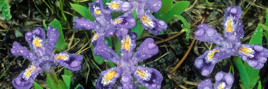 Dwarf Lake Iris