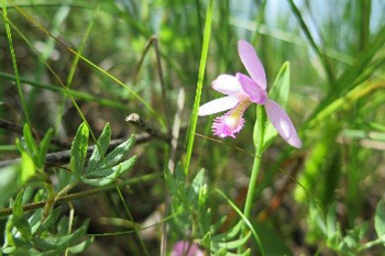 Gros plan d'une fleur rose