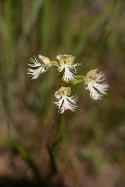 close up of many small white flowers