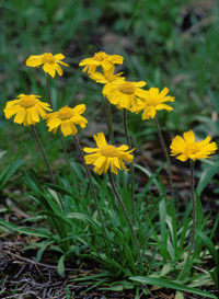 Lakeside Daisy, an endangered plant