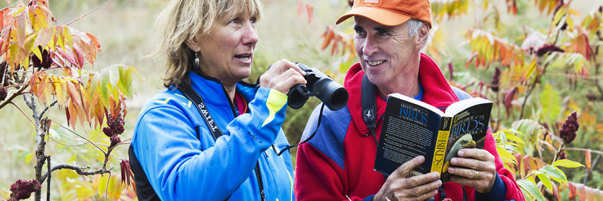 Two people look for birds in the forest. 