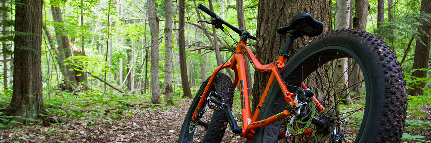 A bike leans against a tree in the forest. 