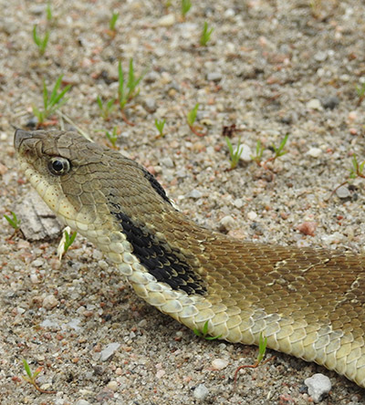 Hog Nosed Snake