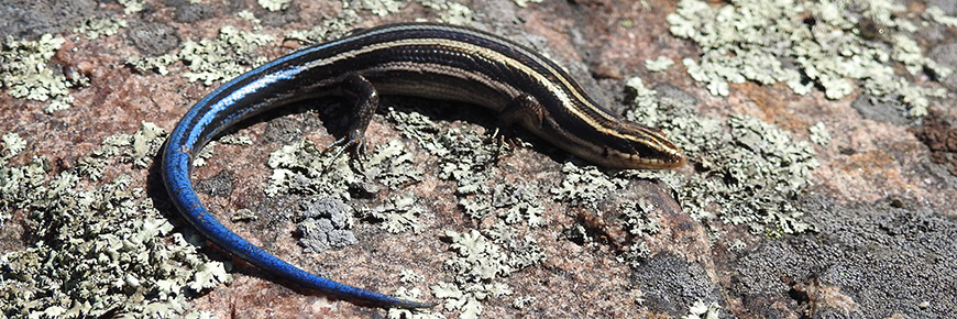 five lined skink