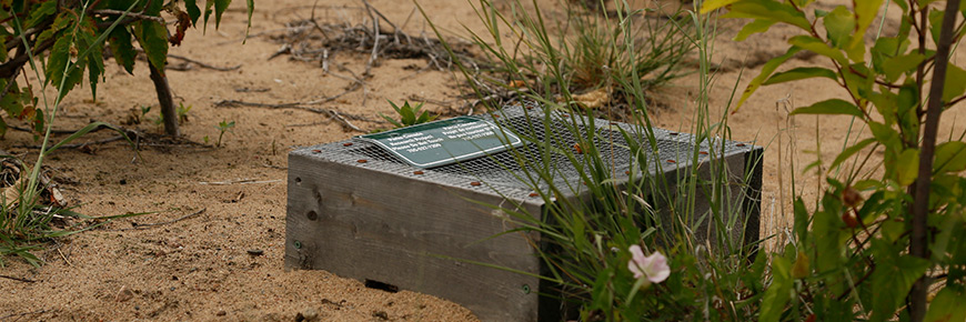 Turtle box on a sandy shoreline