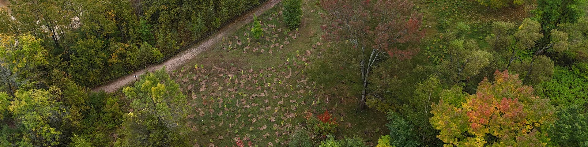 Aerial view showing planted trees