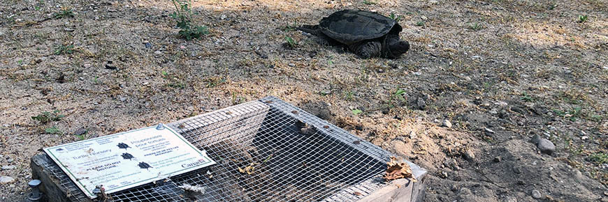 Turtle next to a nesting box