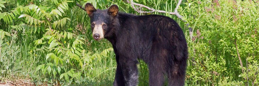 A black bear at the end of the bush. 