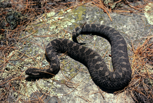 Eastern Msssassauga Rattlesnake