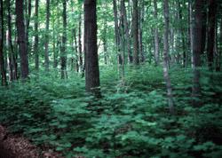 Forêt d'érables à sucre et de hêtres à l'extrémité sud de l'île Beausoleil, qui fait partie du parc national du Canada des Îles-de-la-Baie-Georgienne