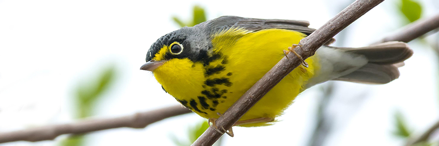 Paruline canadienne