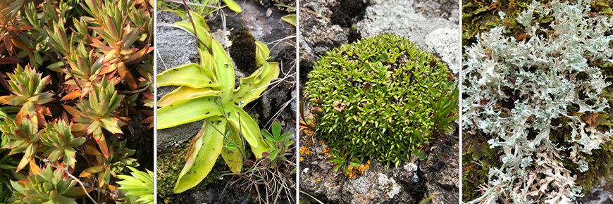 Plantes arctiques-alpines (et un lichen) de l’aire marine nationale de conservation du Lac-Supérieur, de gauche à droite : Saxifrage épineuse, grassette vulgaire, silene acaule et flavocétraire nivéale.