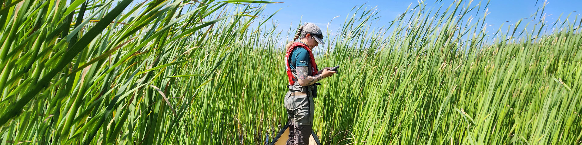 Parks Canada staff completing vegetation surveys in Hurkett Cove. The canoe is paddled into a stand of dense Narrowleaf cattail, where GPS data is collected